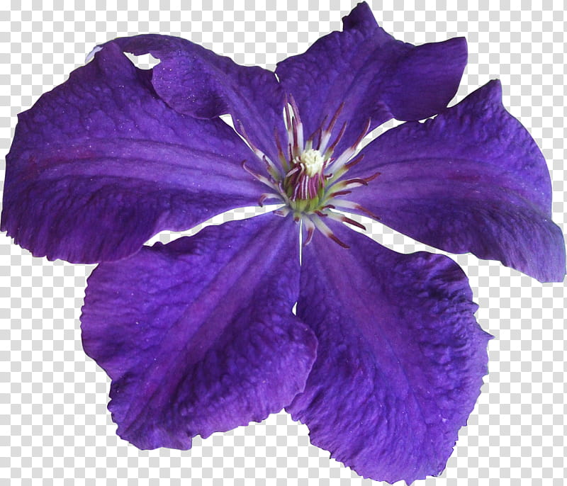 Render set  clematis flower, purple flower transparent background PNG clipart