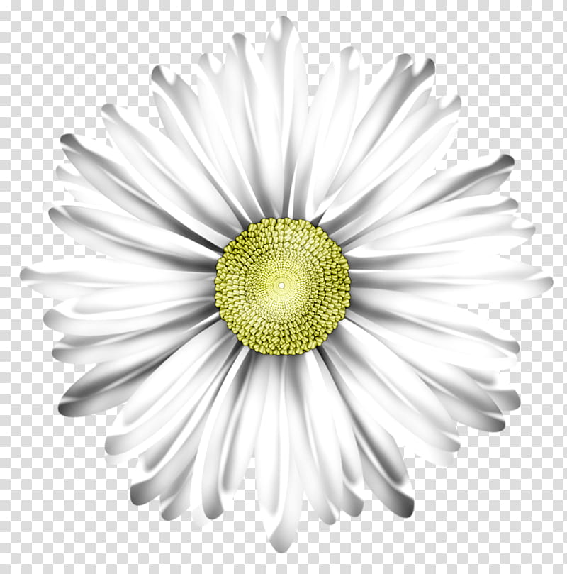 Flower, white daisy flower illustration transparent background PNG clipart