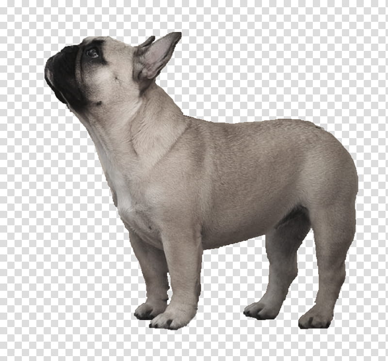 American Bulldog, Toy Bulldog, French Bulldog, Old English Bulldog, Olde English Bulldogge, Puppy, Boston Terrier, Pug transparent background PNG clipart