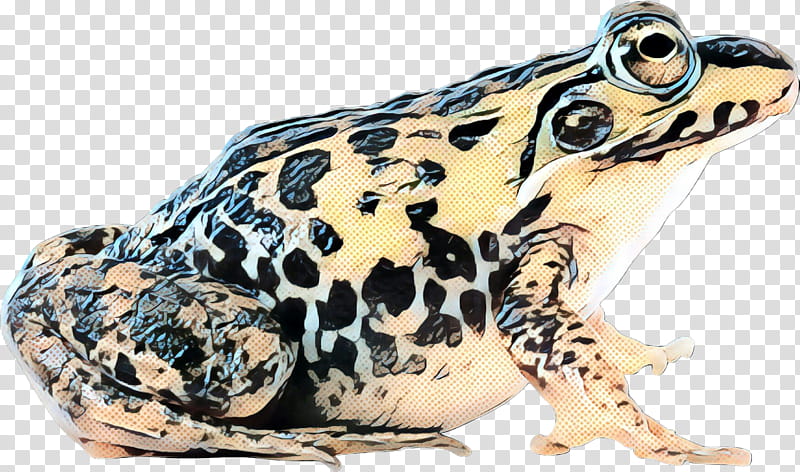 Frog, True Frog, American Bullfrog, Toad, Edible Frog, Amphibians, Japanese Bantam, Pelophylax Nigromaculatus transparent background PNG clipart