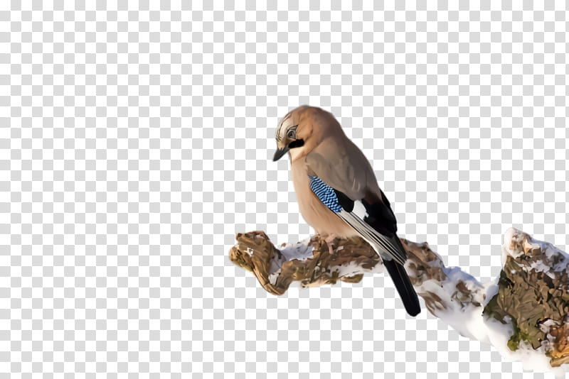 bird jay beak perching bird songbird, Finch, Bluebird, Wren, Roller, Wildlife transparent background PNG clipart