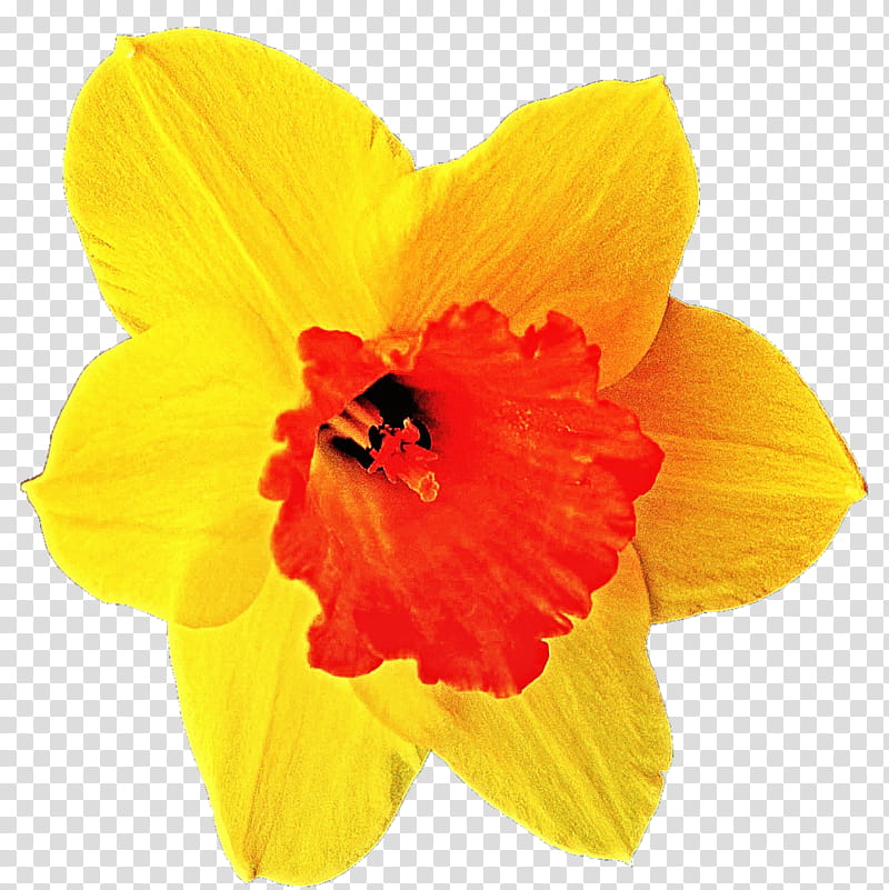 Sunny Daffodil transparent background PNG clipart | HiClipart