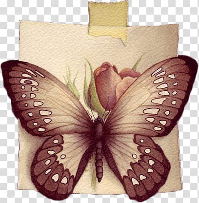 brown butterfly art transparent background PNG clipart