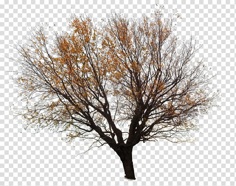 Tree  , orange petaled leafed tree transparent background PNG clipart