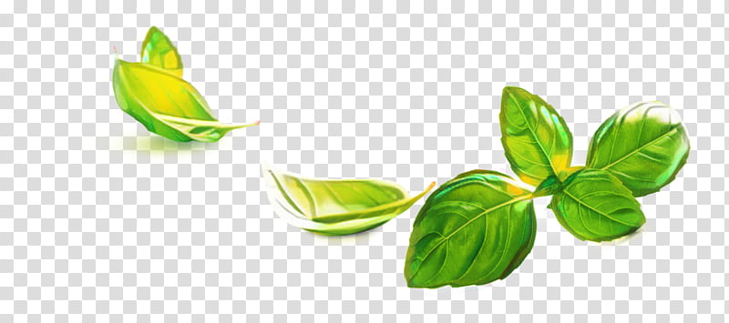 Green Leaf, Basil, Herb, Pesto, Vegetable, Food, Pianta Aromatica, Spearmint transparent background PNG clipart