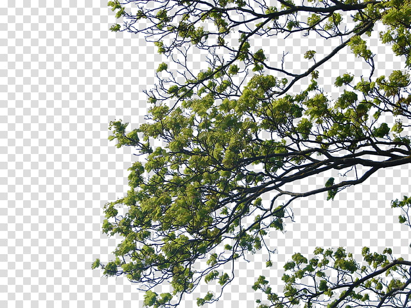 Tree Corner transparent background PNG clipart