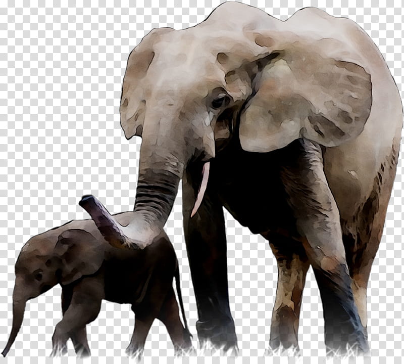 Elephant, Indian Elephant, African Elephant, Tusk, Animal, Voluntary Association, Snout, 01netcom transparent background PNG clipart