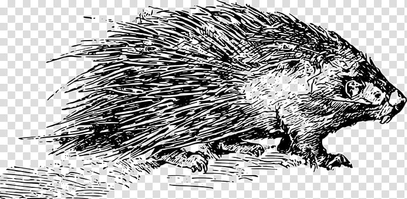 Beaver, Hedgehog, Porcupine, Quill, Porcupine Baby, Domesticated Hedgehog, Drawing, Crested Porcupine transparent background PNG clipart