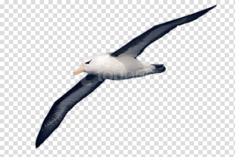 Bird Silhouette, Albatross, Drawing, Lalbatros, Painting, Sticker, Seabird, Beak transparent background PNG clipart