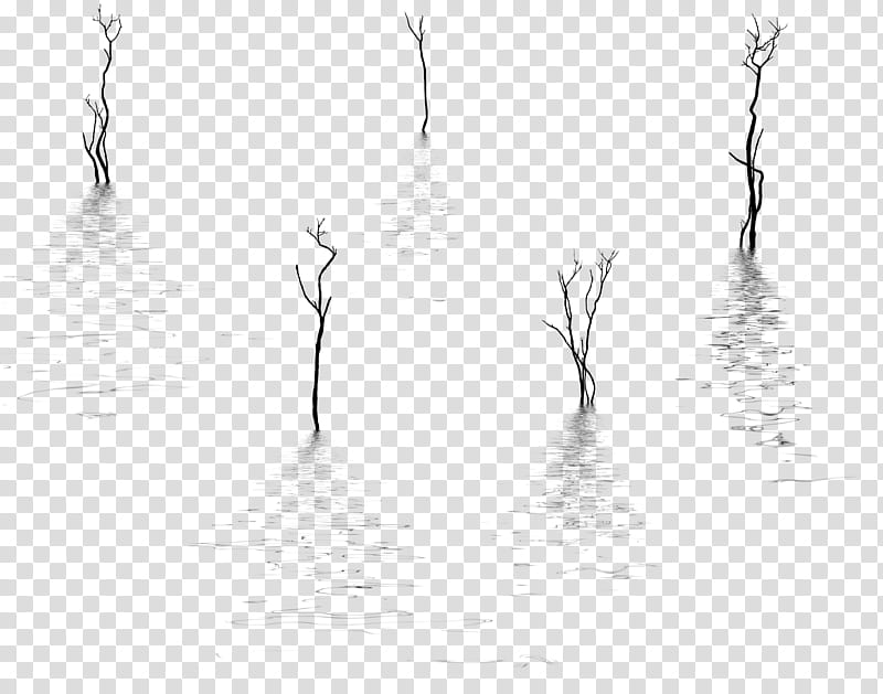 Tree silhouettes with reflections  HB, five leafless trees transparent background PNG clipart