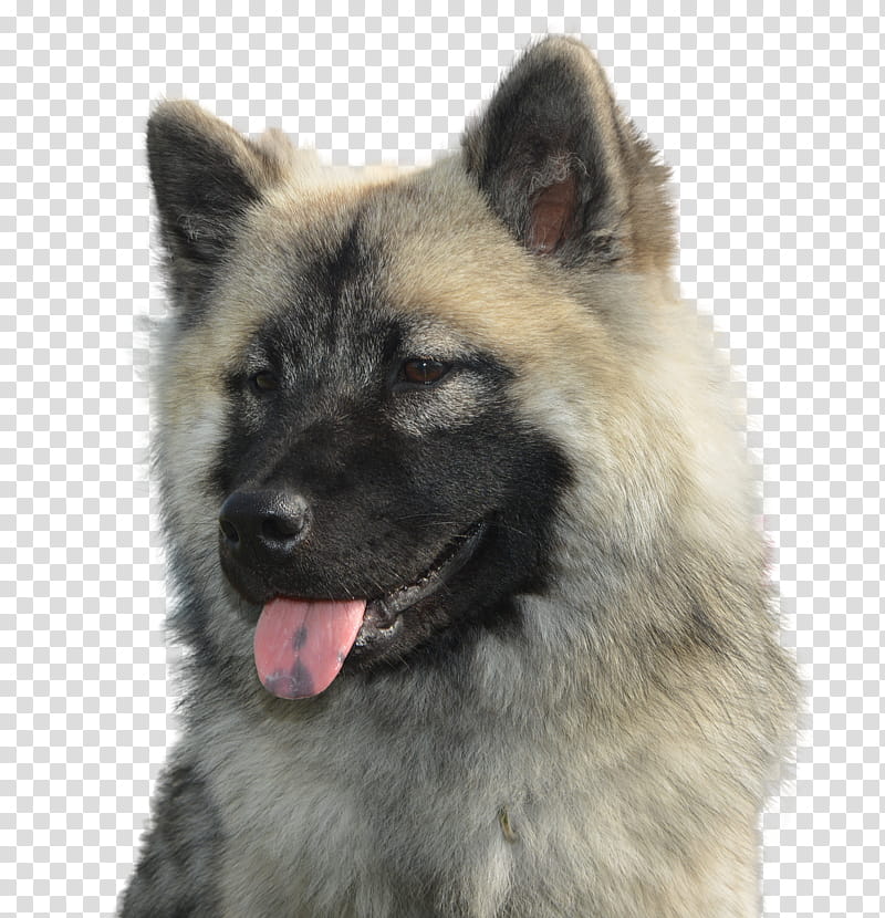 Cartoon Dog, Shiloh Shepherd Dog, Eurasier, King Shepherd, German Spitz Mittel, Old German Shepherd Dog, Kunming Wolfdog, Norwegian Elkhound transparent background PNG clipart