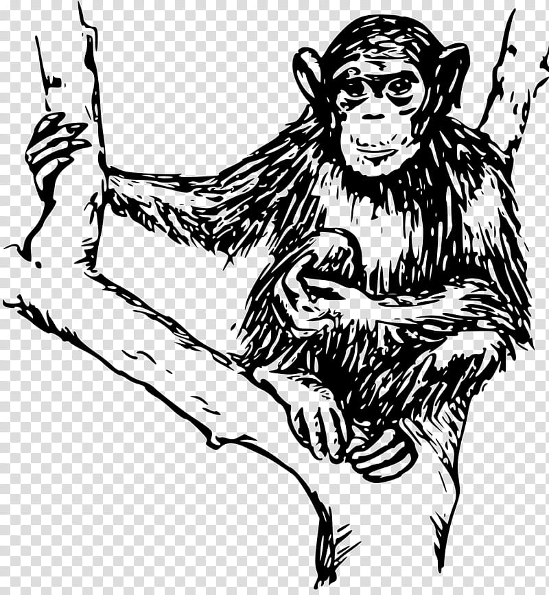 Monkey, Chimpanzee, Gorilla, Ape, Drawing, Line Art, Common Chimpanzee, Old World Monkey transparent background PNG clipart