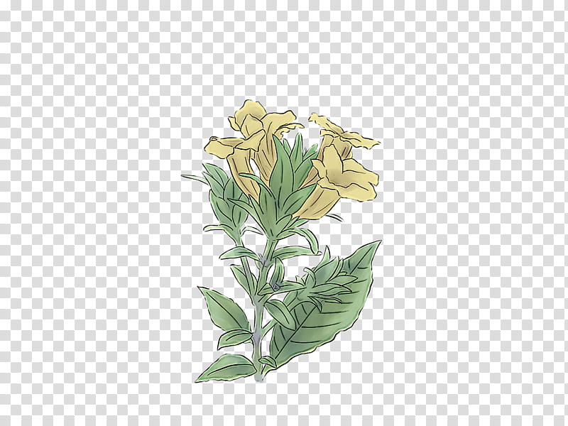 flower plant leaf gentiana transparent background PNG clipart