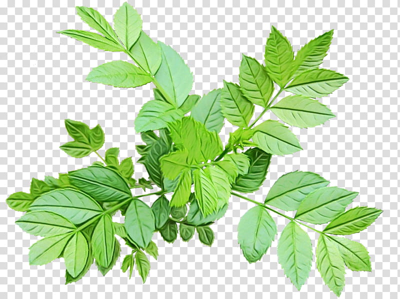 Cartoon Plane, Branch, Jiaogulan, Plant Stem, Leaf, Herbalism, Subshrub, Parsley transparent background PNG clipart