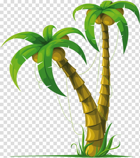 Palm tree, Plant, Leaf, Terrestrial Plant, Plant Stem, Houseplant ...