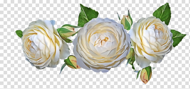 Garden roses, White, Flower, Plant, Rose Family, Cut Flowers, Persian Buttercup, Petal transparent background PNG clipart