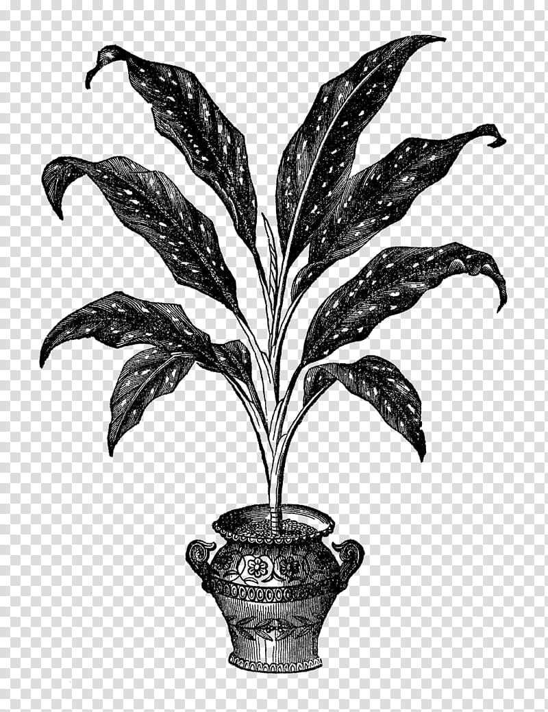White Tree, Houseplant, Plants, Flowerpot, Leaf, Silver Ragwort, Geraniums, Ornamental Plant transparent background PNG clipart