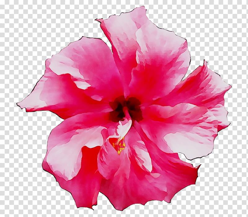 Floral Flower, Shoeblackplant, Mallows, Petal, Roselle, Hibiscus Tea, Pink Flowers, Floral Design transparent background PNG clipart