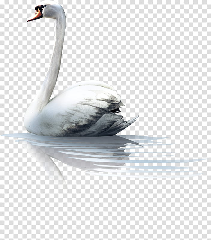 Crane Bird, Mute Swan, Duck, Ugly Duckling, Animal, Goose, Cartoon, Swans transparent background PNG clipart
