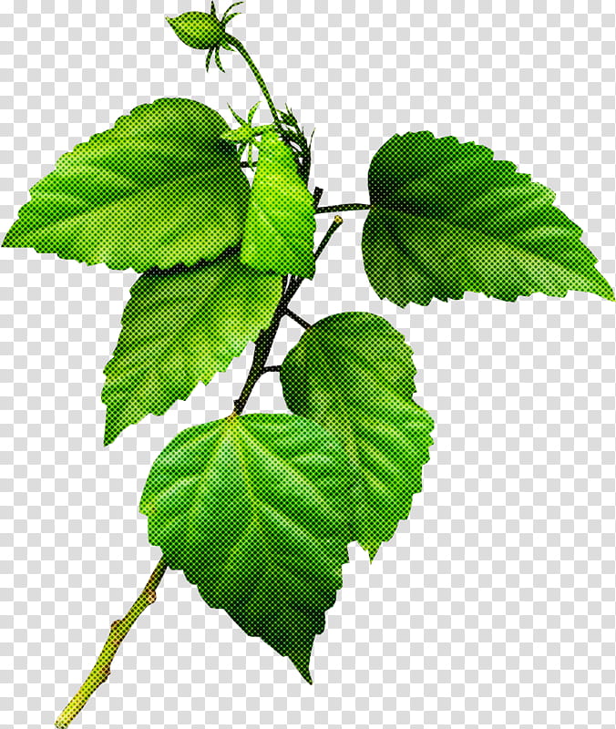 Ivy, Leaf, Plant, Flower, Tree, Slippery Elm, Woody Plant, Swamp Birch transparent background PNG clipart