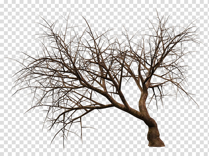 Trees , bare tree transparent background PNG clipart