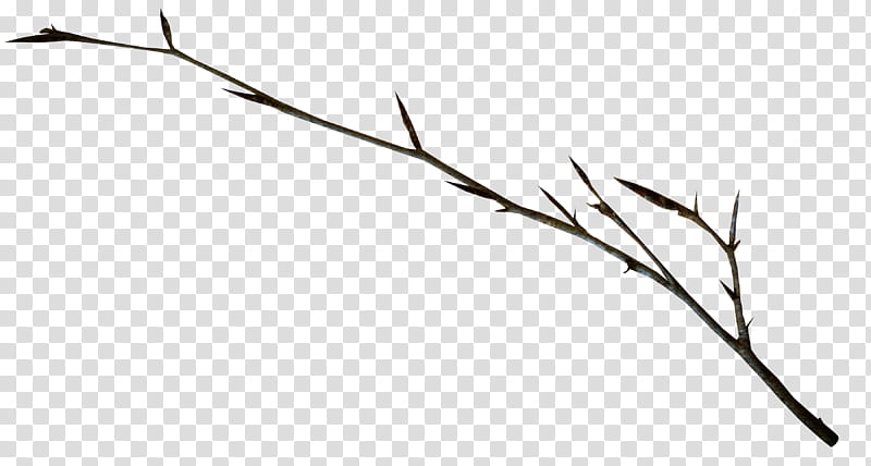 Autumn, gray tree branch transparent background PNG clipart