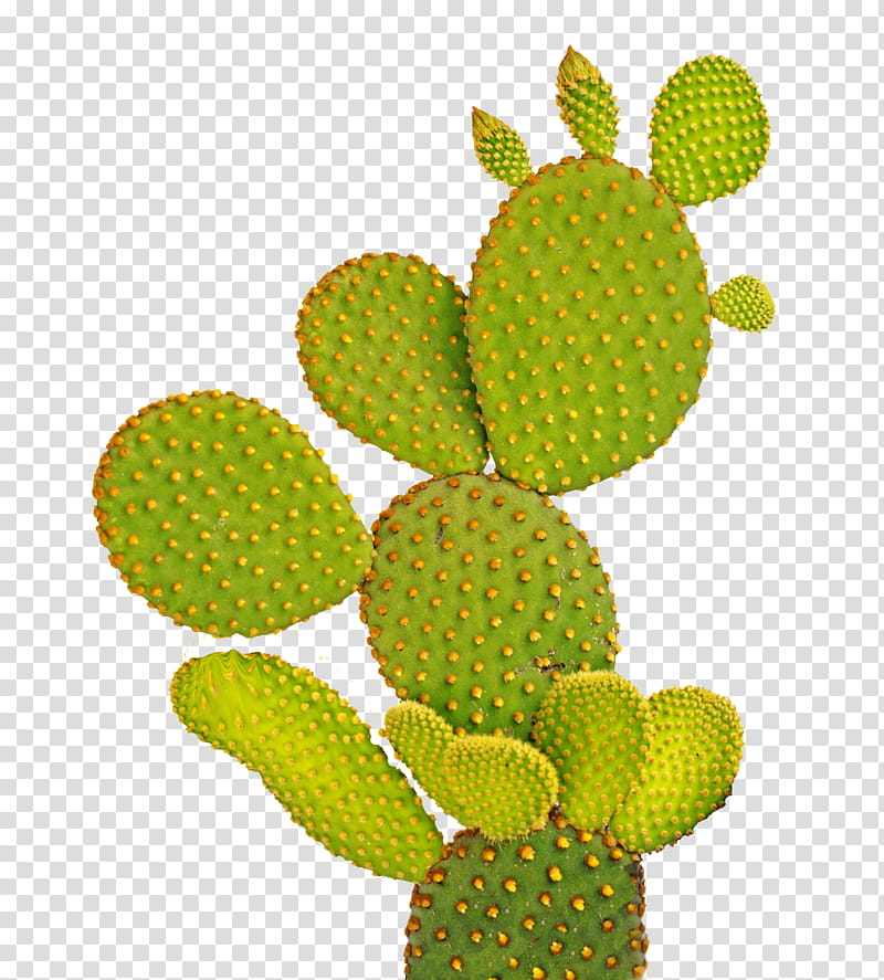 Cactus , green cactus transparent background PNG clipart