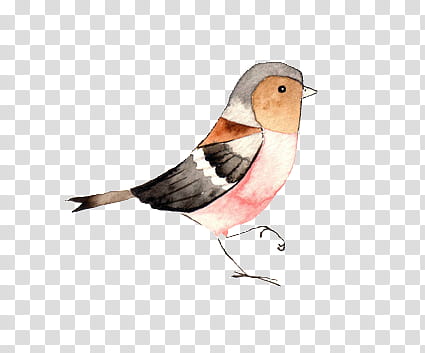 Watercolor Bird s, brown and grey short-beaked bird artwork transparent background PNG clipart