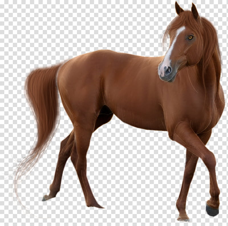 Web Design, Mustang, American Quarter Horse, Pony, Mare, Horse, Collection, Riding Horse transparent background PNG clipart
