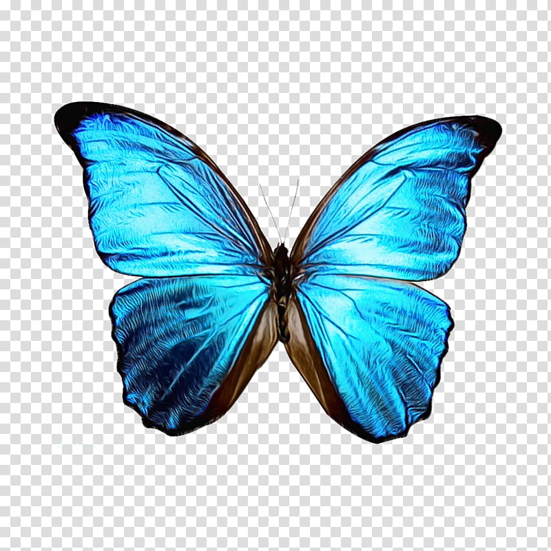 blue monarch butterfly clipart