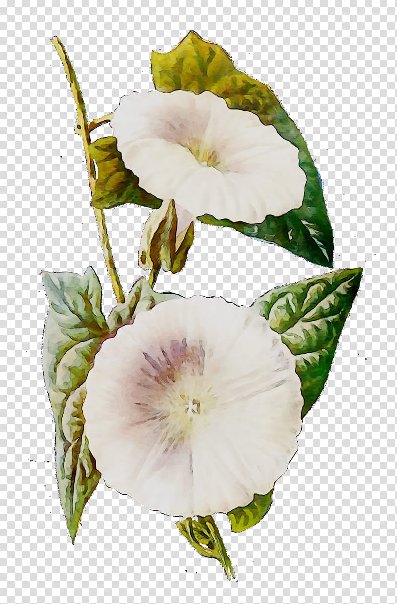 Drawing Of Family, Field Bindweed, Daturas, Bindweeds, Flower, Plant, Petal, Morning Glory transparent background PNG clipart