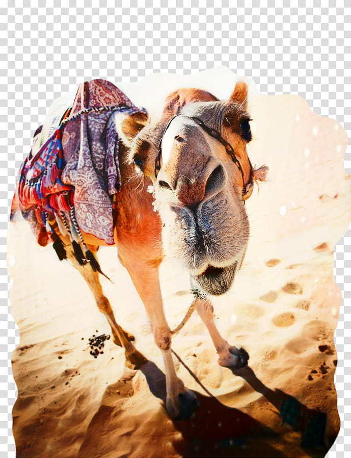 Watercolor, Camel, Desert, Dubai, grapher, Camel Racing, Camel Trekking, Camel Safari transparent background PNG clipart