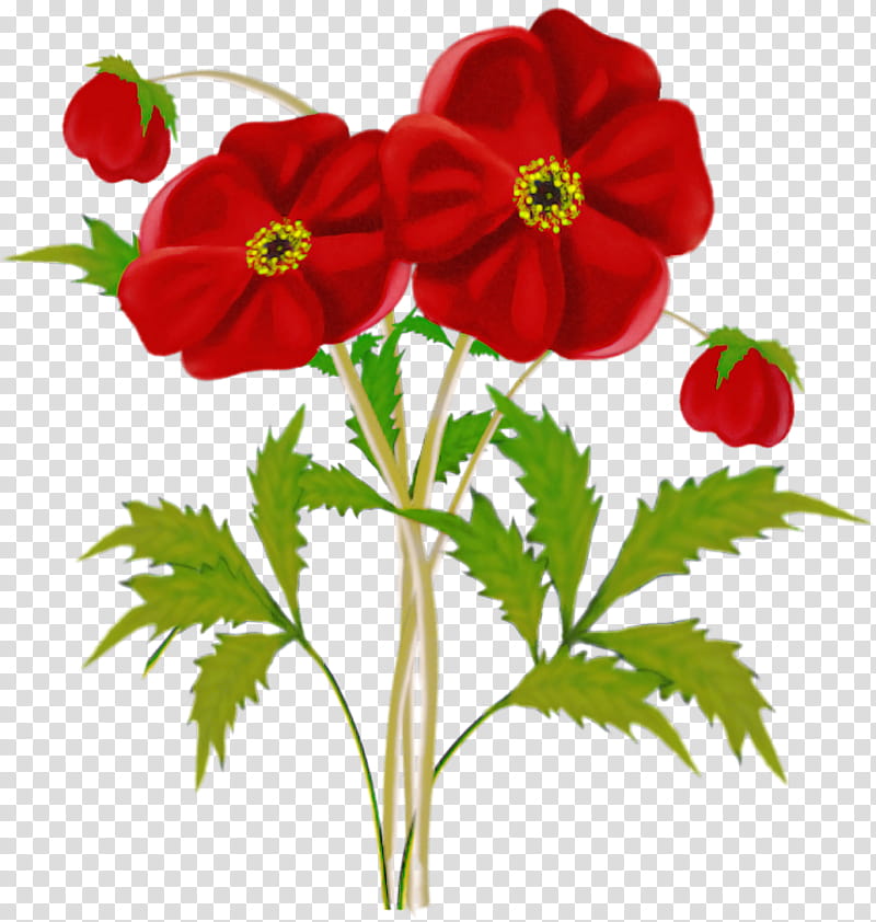 flower plant petal red coquelicot, Anemone, Cinquefoil transparent background PNG clipart