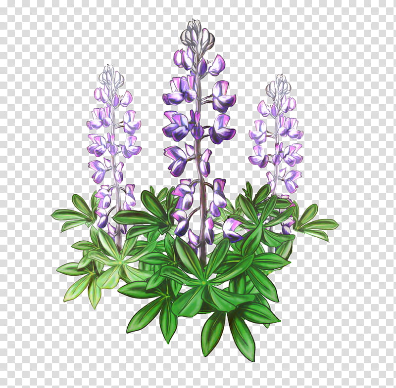 Lavender, Drawing, Texas Wild Lupine, Plants