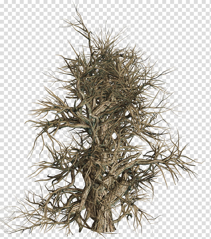 Dead Trees , brown bare tree transparent background PNG clipart