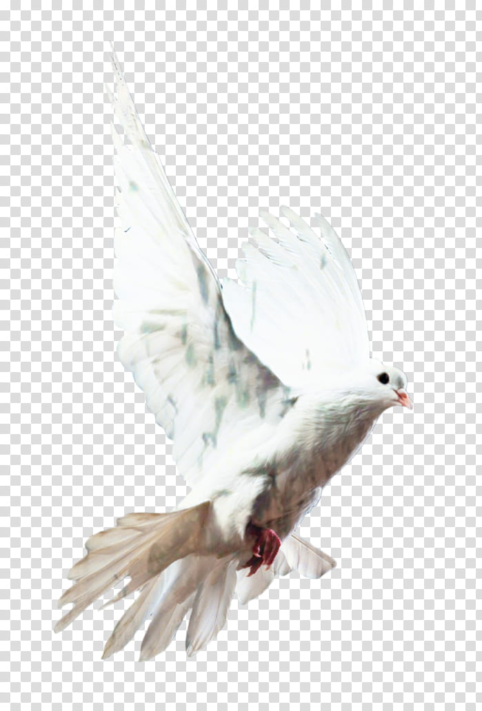 Dove Bird, Homing Pigeon, Pigeons And Doves, Racing Homer, Beak, Release Dove, Rock Dove, Columbiformes transparent background PNG clipart