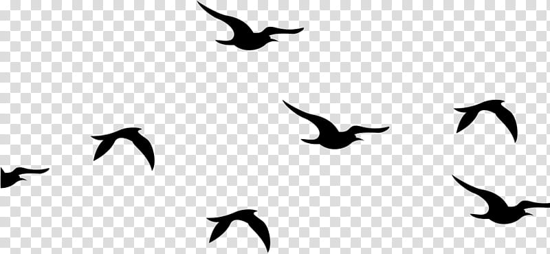 Bird Silhouette, Parrot, Flight, Pigeons And Doves, Flock, Macaw, Bird Migration, Wing transparent background PNG clipart
