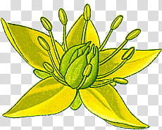 Botanical s, green and yellow flower in bloom illustration transparent background PNG clipart