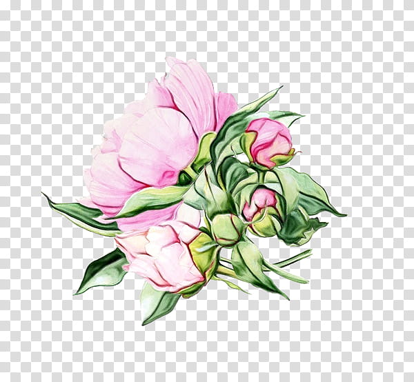 Watercolor Flower, Paint, Wet Ink, Pink Flowers, Peony, Flowering Tea, Floral Design, Watercolor Painting transparent background PNG clipart