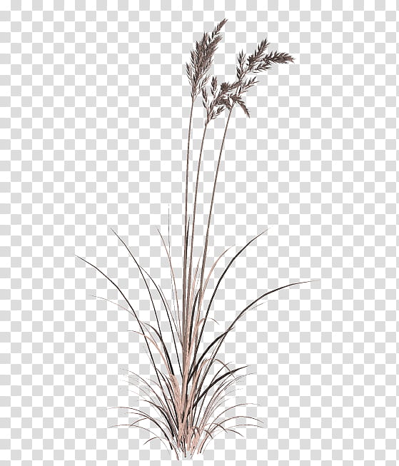 TWD Summer Grass, plant illustration transparent background PNG clipart