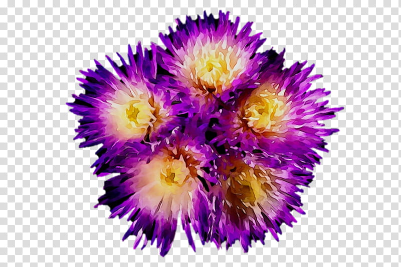 China, Purple, Annual Plant, Pollen, Plants, Pigface, Flower, Violet transparent background PNG clipart
