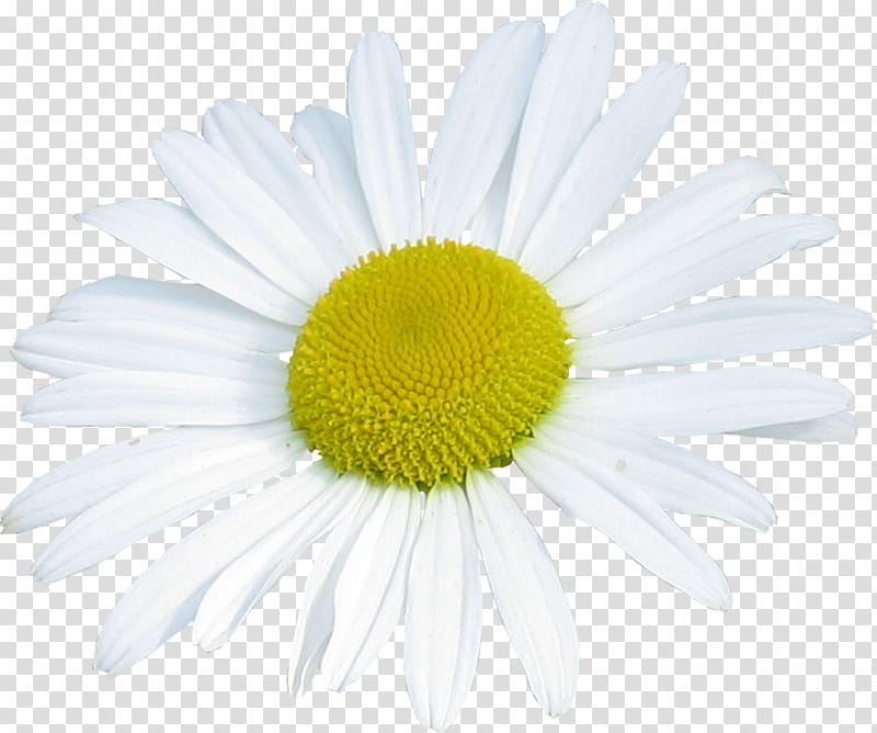 Flower, Common Daisy, Oxeye Daisy, Chamomile, Daisy Family, Roman Chamomile, Chrysanthemum, Marguerite Daisy transparent background PNG clipart