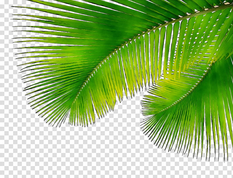 Cartoon Palm Tree, Asian Palmyra Palm, Coconut, Borassus, Green, Leaf, Plant, Arecales transparent background PNG clipart