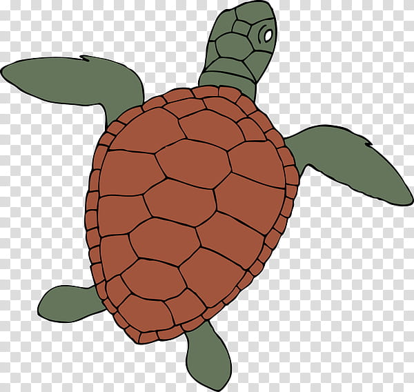 Sea Turtle, Tortoise, Green Sea Turtle, Pond Turtle, Loggerhead Sea Turtle, Reptile, Olive Ridley Sea Turtle, Hawksbill Sea Turtle transparent background PNG clipart