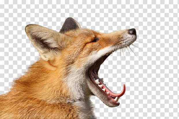 Fox, RED Fox, Yawn, Fur, Animal, Snout, Fur Clothing, Facial Expression transparent background PNG clipart