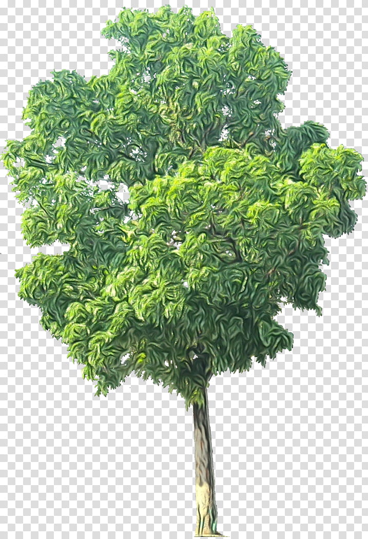 Cartoon Plane, Swietenia Macrophylla, Shrub, Tree, Swietenia Mahagoni, Woody Plant, Hedge, Mahogany transparent background PNG clipart