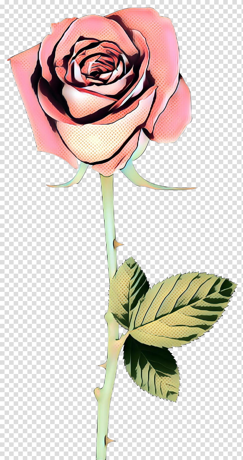 Garden roses, Pop Art, Retro, Vintage, Flower, Pink, Rose Family, Cut Flowers transparent background PNG clipart