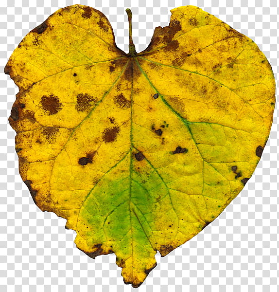 Leaves , yellow leaf transparent background PNG clipart