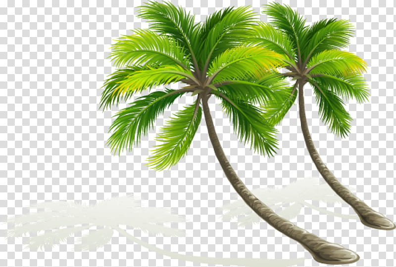 Date Tree Leaf, Palm Trees, Plant, Woody Plant, Arecales, Branch, Coconut, Plant Stem transparent background PNG clipart