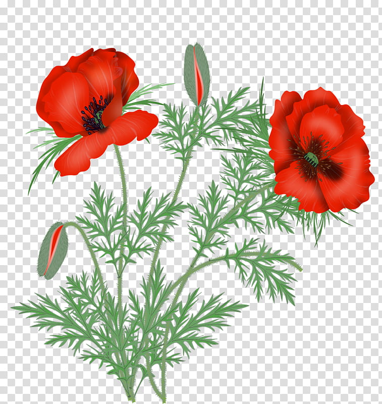 Bouquet Of Flowers Drawing, Poppy, Flower Bouquet, Cut Flowers, Common Poppy, Floral Design, Painting, California Poppy transparent background PNG clipart